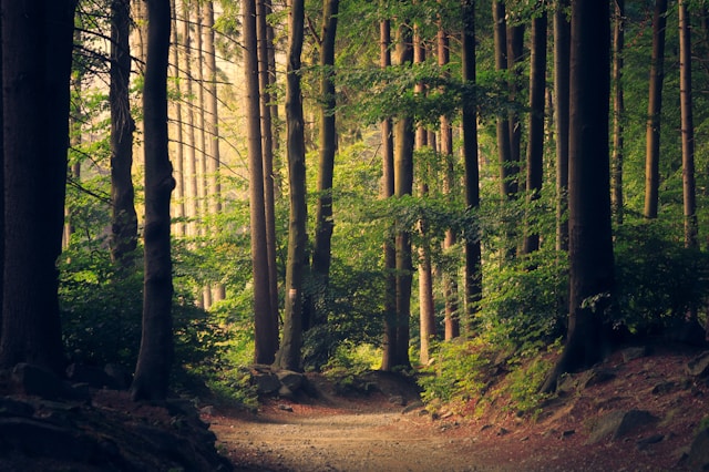 What Is Narcissistic Abuse? A Plain-Language Guide to Recognizing the Pattern